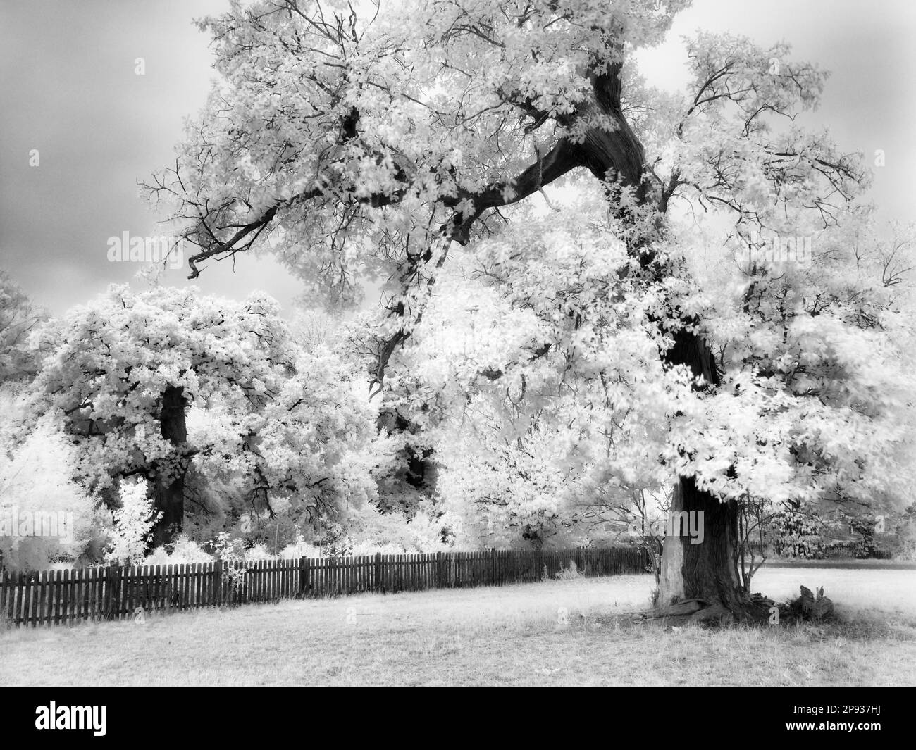Europe, Allemagne, Hesse, Hesse Centrale, Marburger Land, Chêne anglais ancien au Forsthaus Bracht Banque D'Images