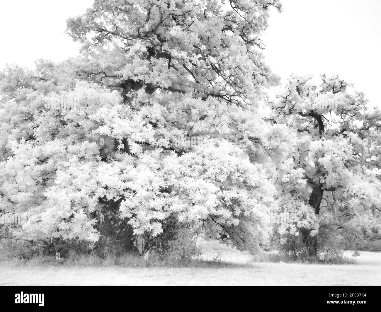 Europe, Allemagne, Hesse, Hesse Centrale, Marburger Land, Chêne anglais ancien au Forsthaus Bracht Banque D'Images