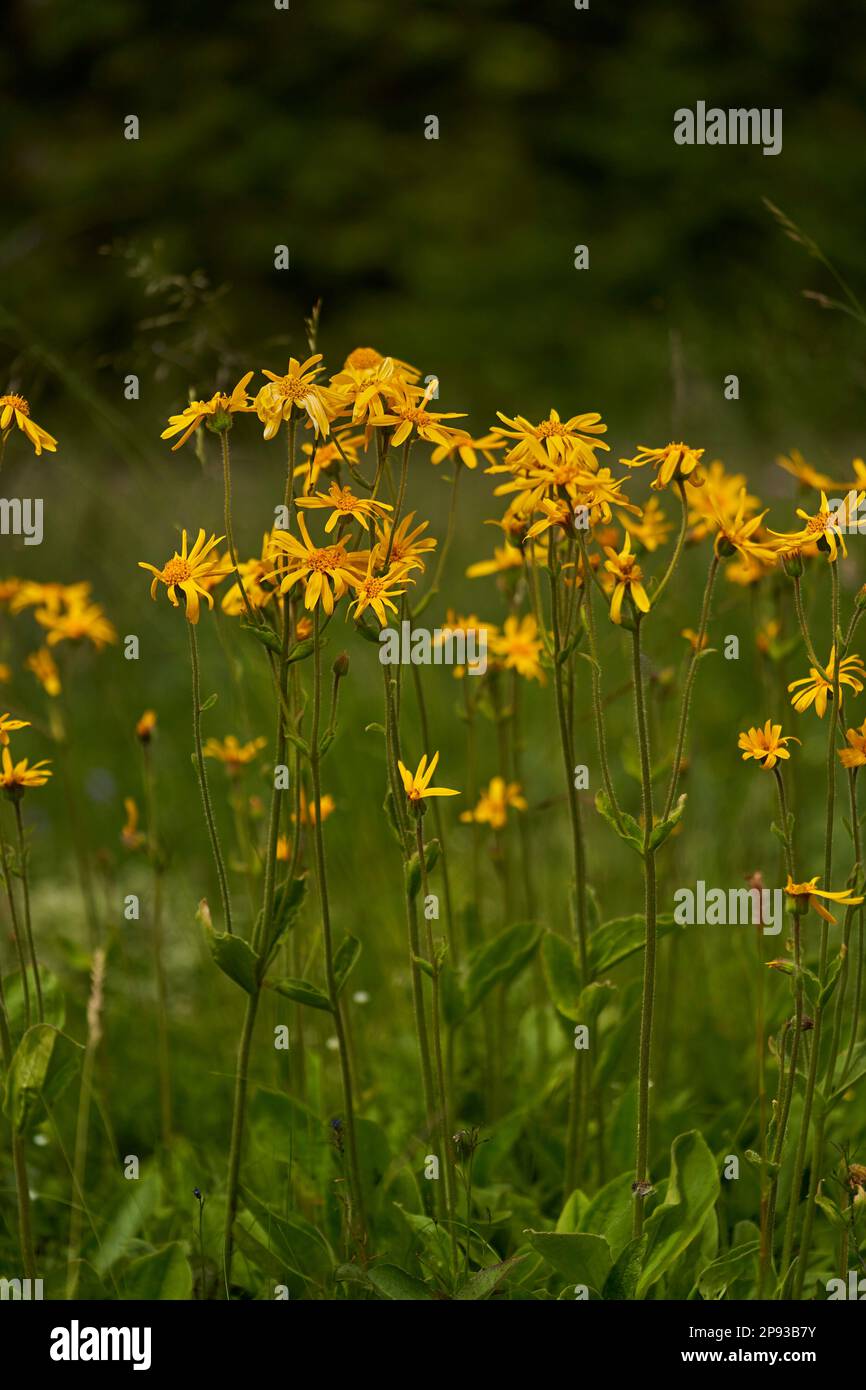 Arnica, Arnica montana, Mountain Welfare, Real Arnica Banque D'Images