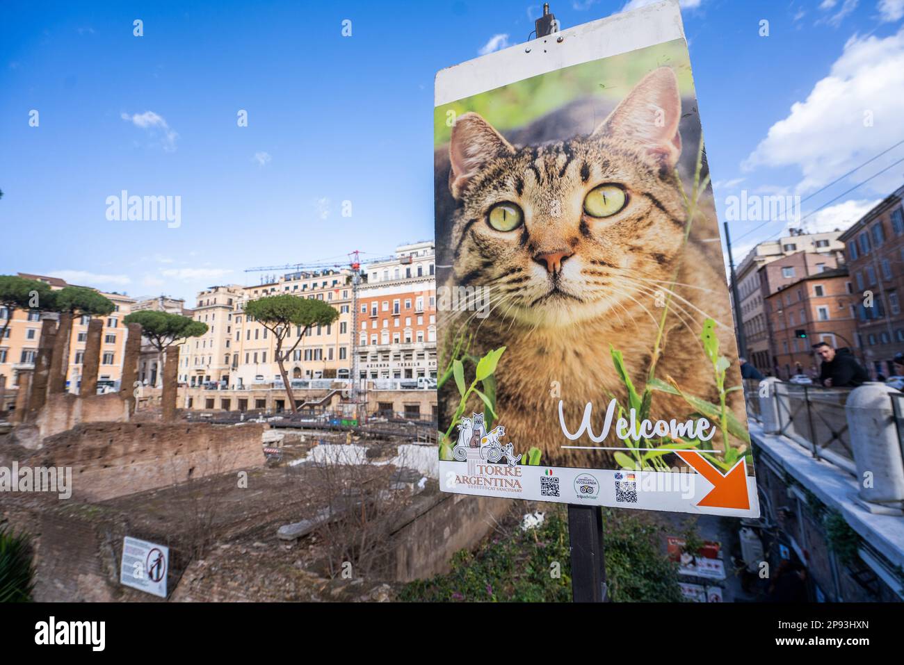 Rome, Italie. 10 mars 2023. Un sanctuaire de chats fondé en 1993 dans les ruines du temple de Rome pour des centaines de chats errants et abandonnés qui sont nourris et donnés des soins médicaux et stérilisés crédit: amer ghazzal / Alamy Live News Banque D'Images