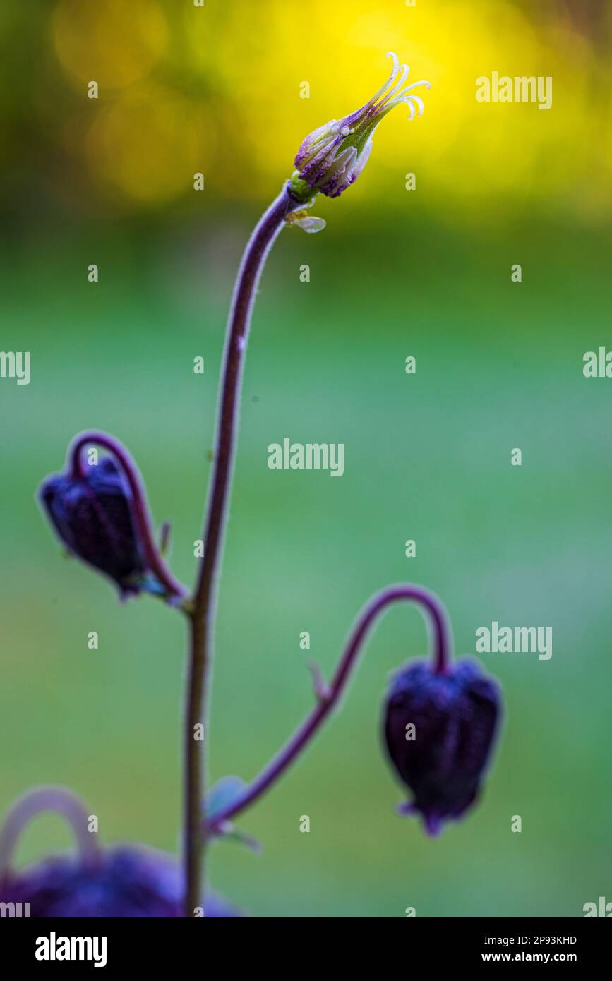 Aquilegia vulgaris hybride, 'Black Barlow' columbine, bourgeon, gros plan Banque D'Images