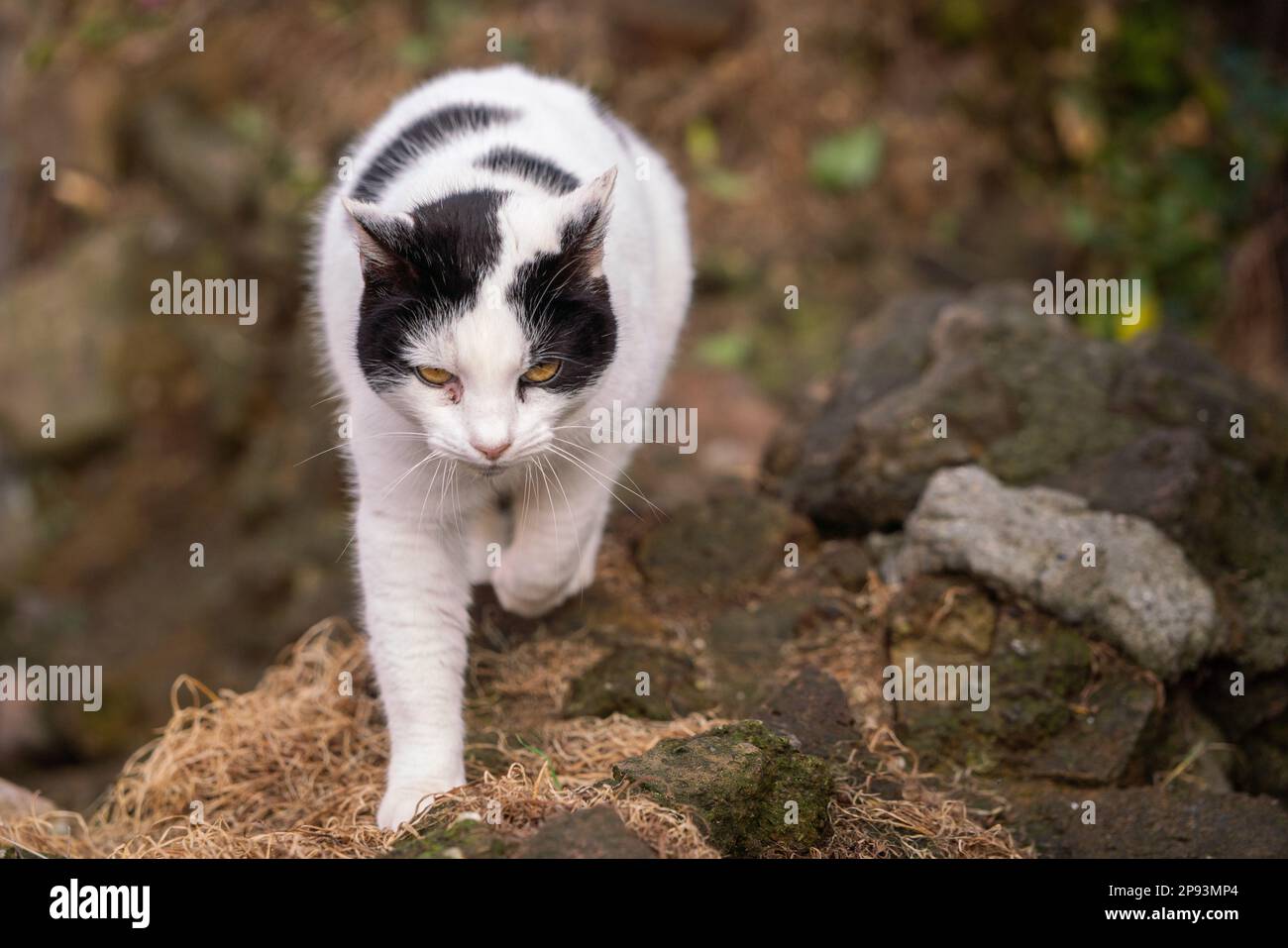 Rome, Italie. 10 mars 2023. Un sanctuaire de chats fondé en 1993 dans les ruines du temple de Rome pour des centaines de chats errants et abandonnés qui sont nourris et donnés des soins médicaux et stérilisés crédit: amer ghazzal / Alamy Live News Banque D'Images