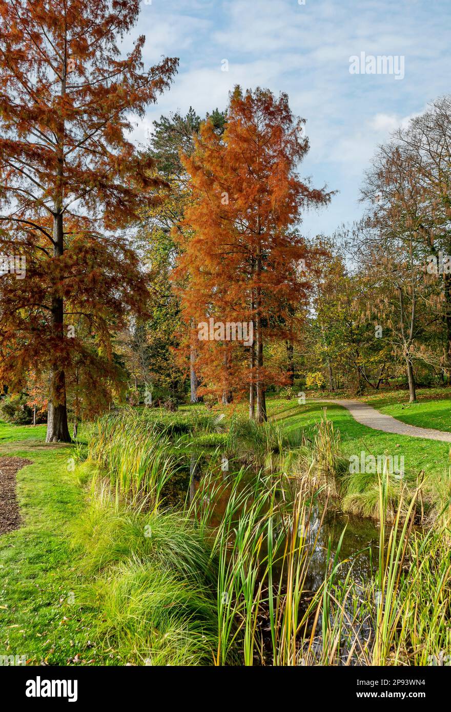 Cyprès chauve, Taxodium distichum dans les jardins de Hohenheim du château de Hohenheim, Stuttgart, Bade-Wurtemberg, Allemagne Banque D'Images