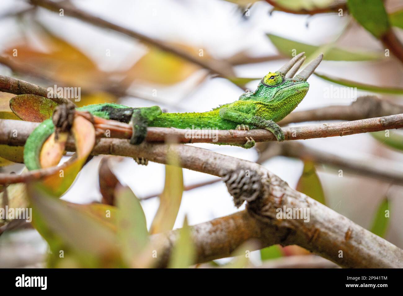 Chameleon à trois cornes, chameleon de Jackson, jacksonii de Trioceros, Maui, Hawaii, Etats-Unis, Polynésie, Océanie Banque D'Images