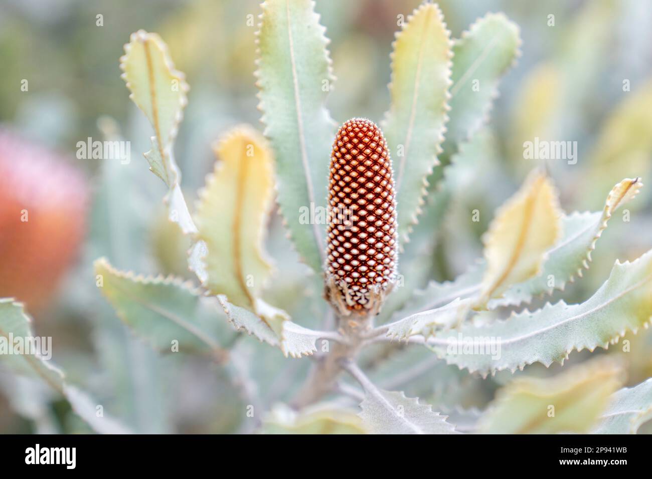 Banksia, Maui, Hawaï, États-Unis, Polynésie, Océanie Banque D'Images