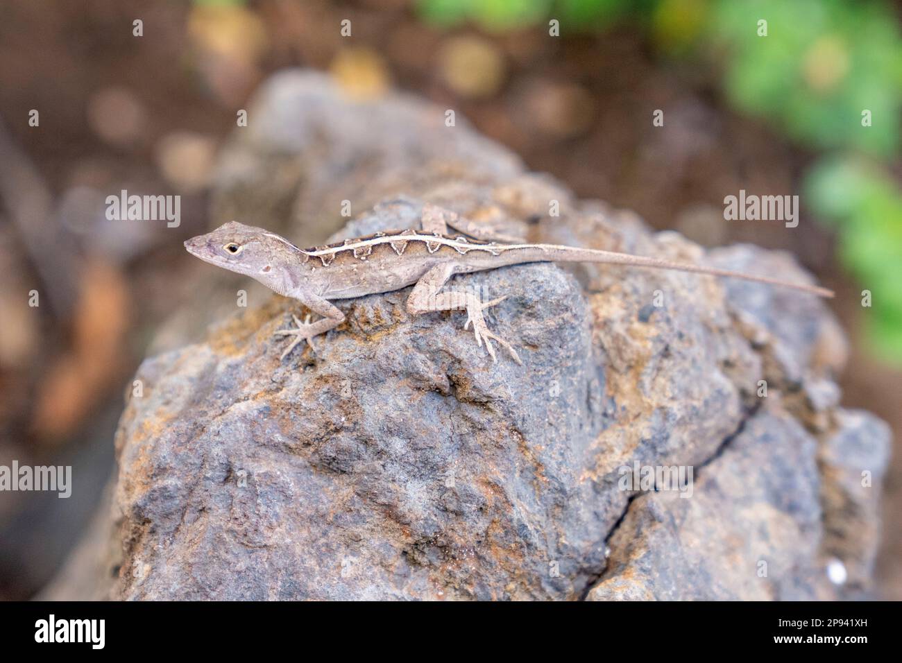 Lézard, Gecko, Maui, Hawaii, États-Unis, Polynésie, Océanie Banque D'Images