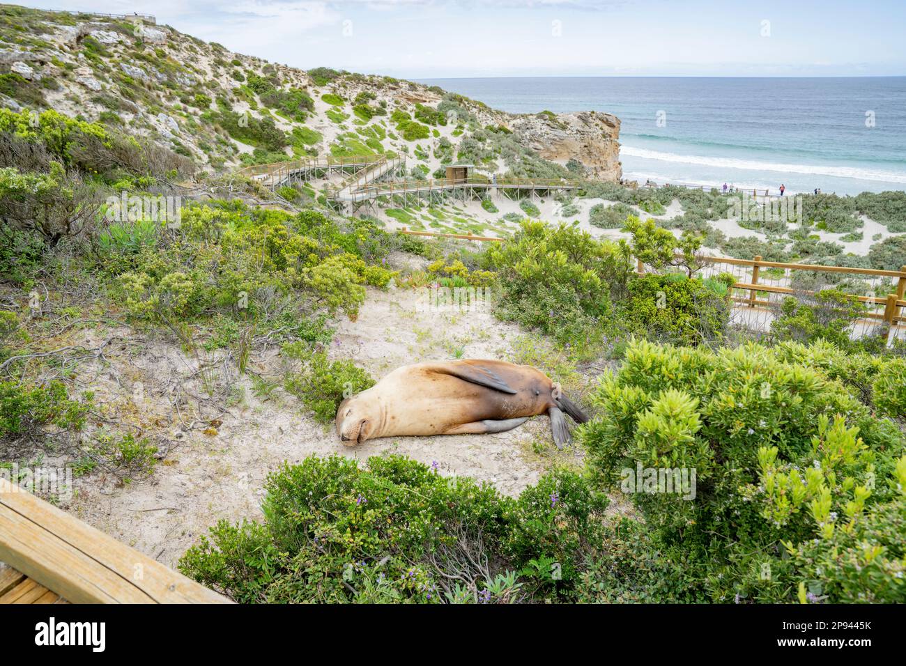 Lion de mer australien endormi sur la pente, Neophoca cinerea, Seal Bay