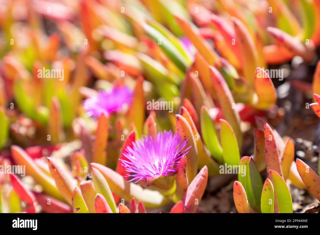 Carpobrotus chilensis, parc national de Flinders Chase, Kangaroo Island, Australie méridionale, Australie Banque D'Images