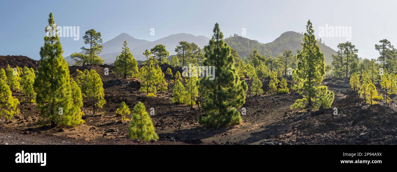 Pins près de Mirador de los Poleos, Teide, Tenerife, Iles Canaries, Espagne Banque D'Images