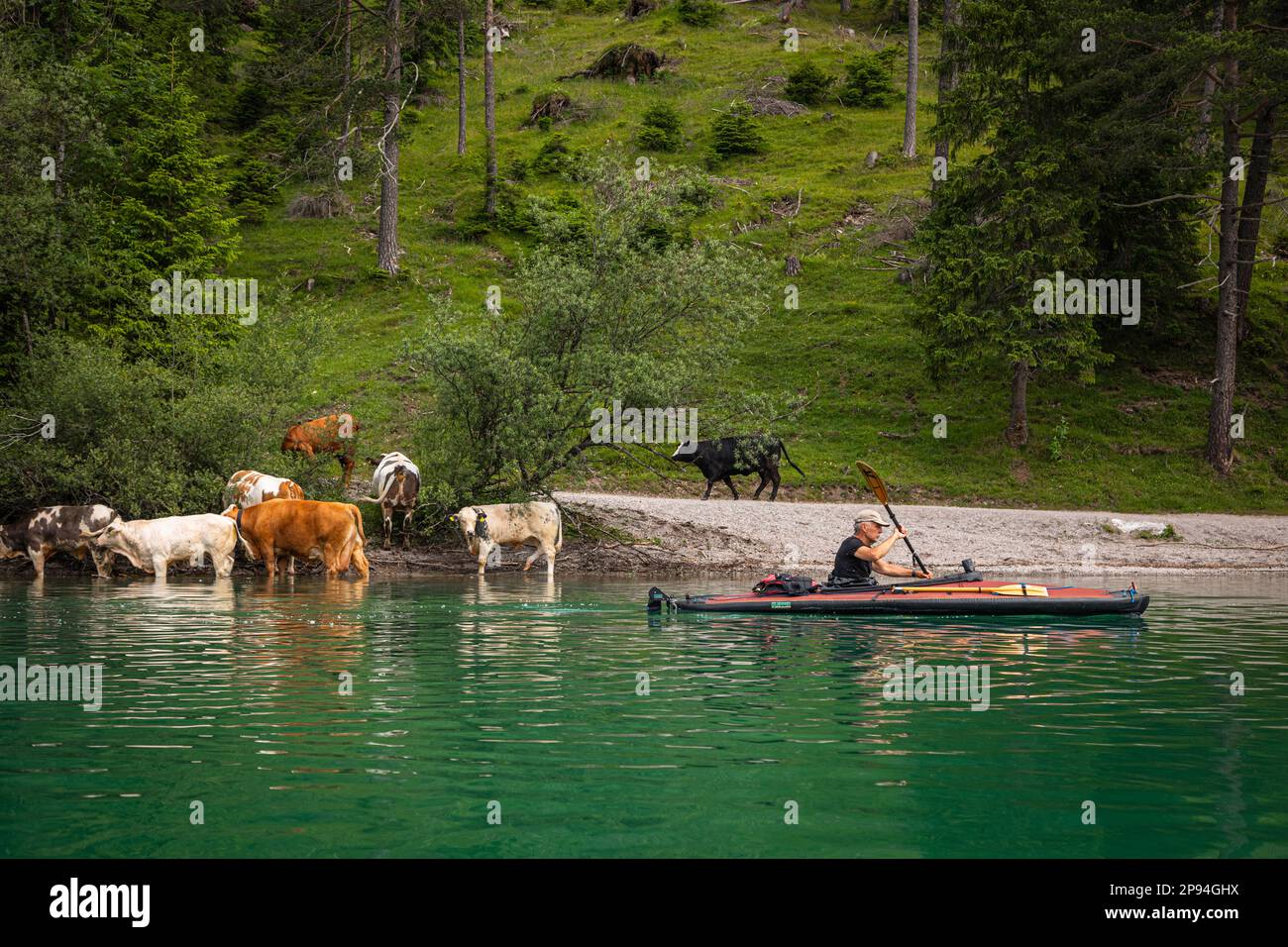 Le kayak de mer (60 ans) passe des vaches sur la rive de Heiterwanger See. Banque D'Images