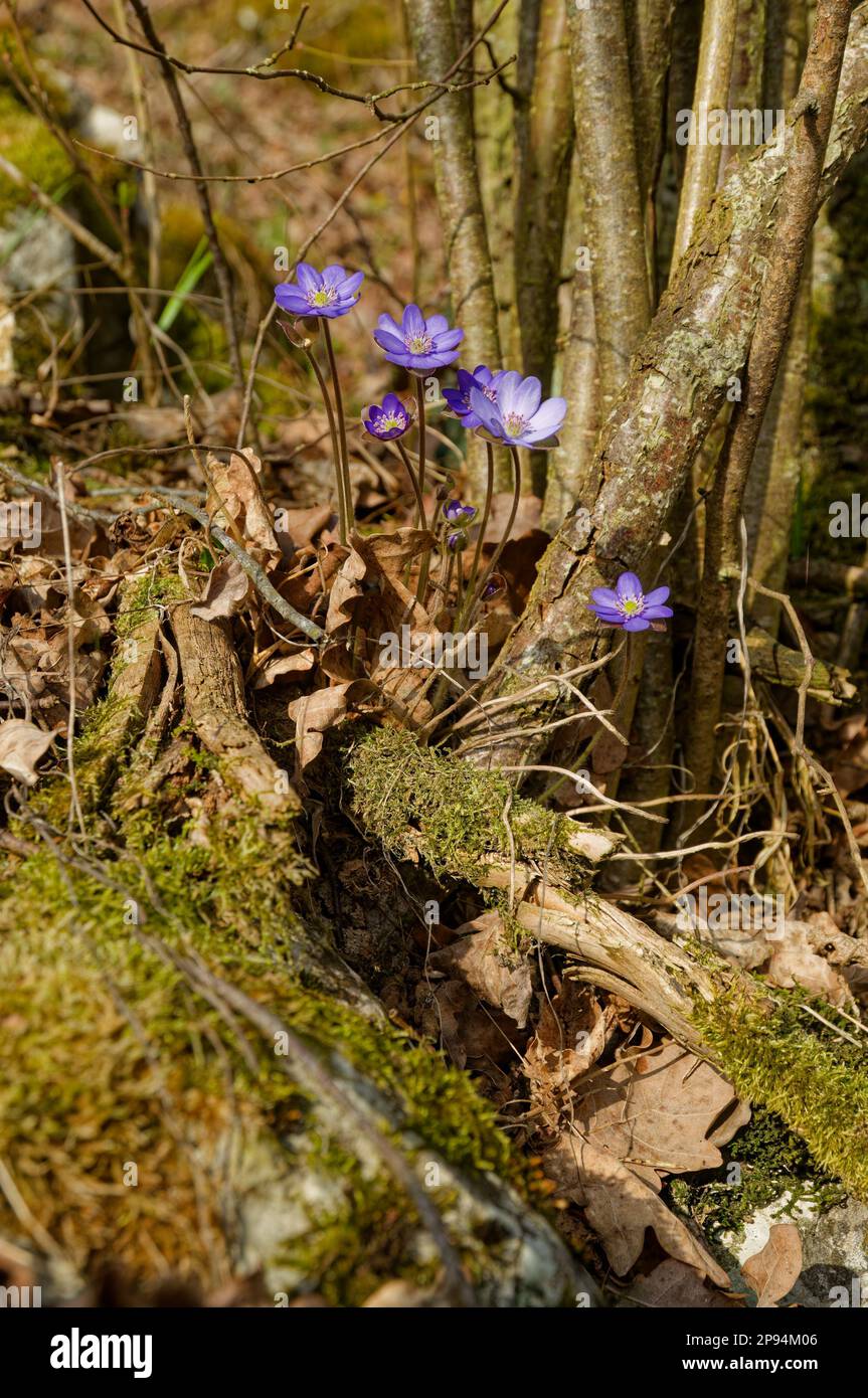 De petites fleurs de livermotte pourpres vibrantes sont situées sur une surface herbeuse dans une forêt dense Banque D'Images