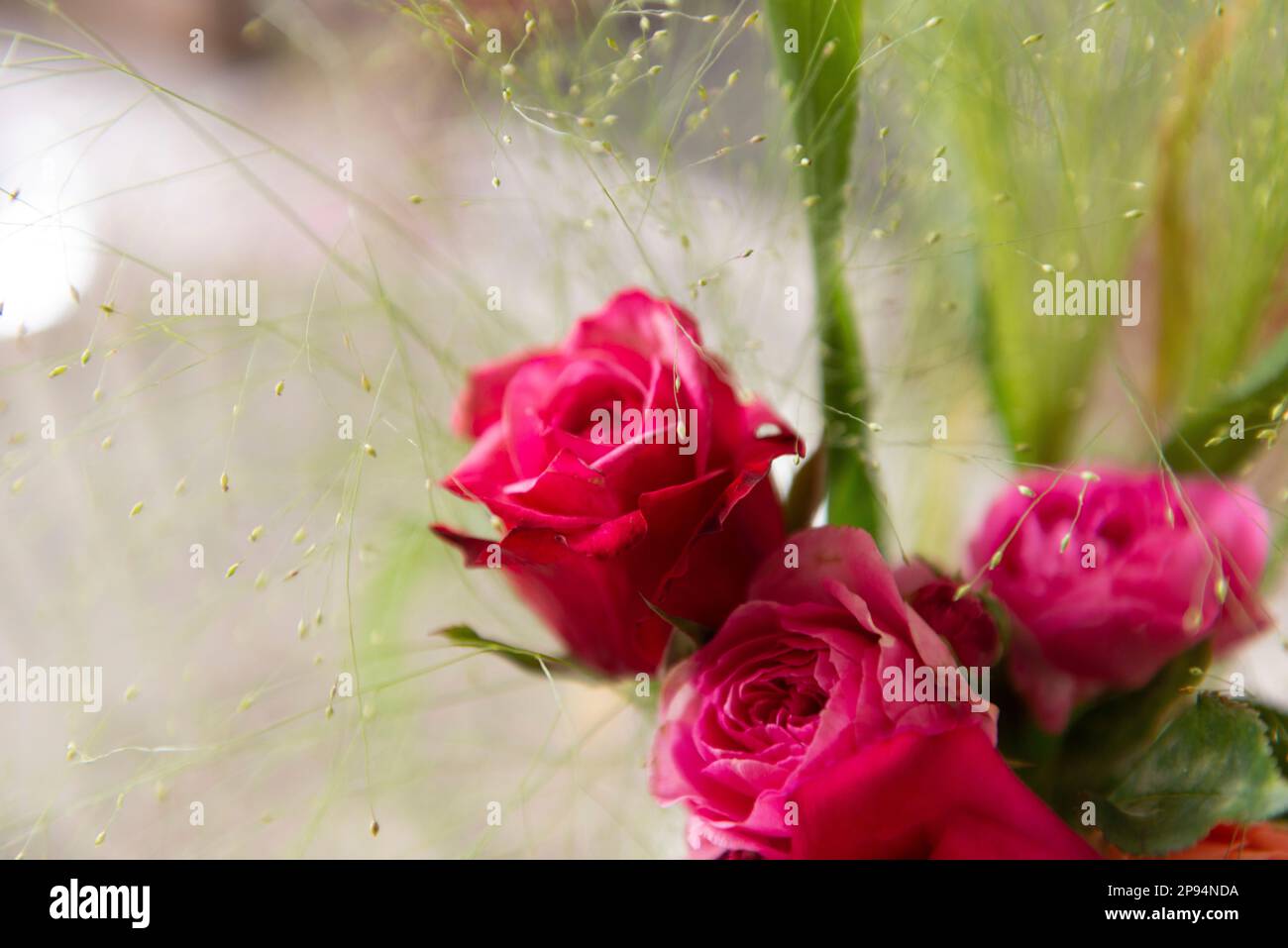 Roses, bouquet de roses Banque D'Images