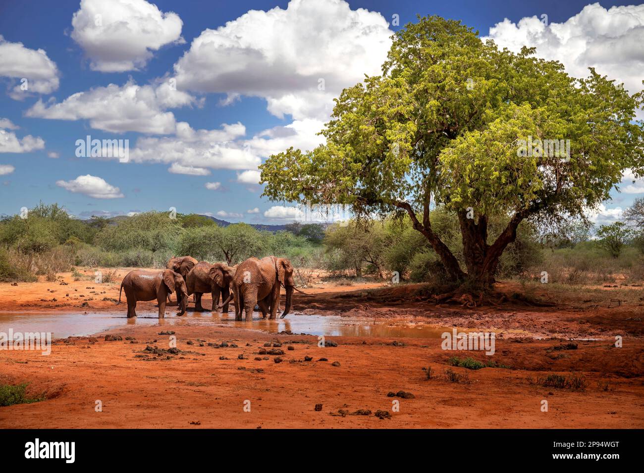 Un troupeau d'éléphants, Loxodonta africana debout dans un trou d'eau potable, parc national de l'ouest de Tsavo, Kenya, Afrique Banque D'Images