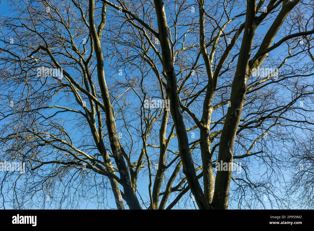 Sycamore arbre en hiver, sans feuilles, tronc d'arbre, geaest, ciel bleu, Sycomore à feuilles d'érable, Platanus x hispanica Banque D'Images