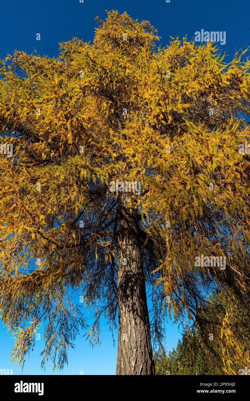 Mélèze aux couleurs de l'automne Banque D'Images