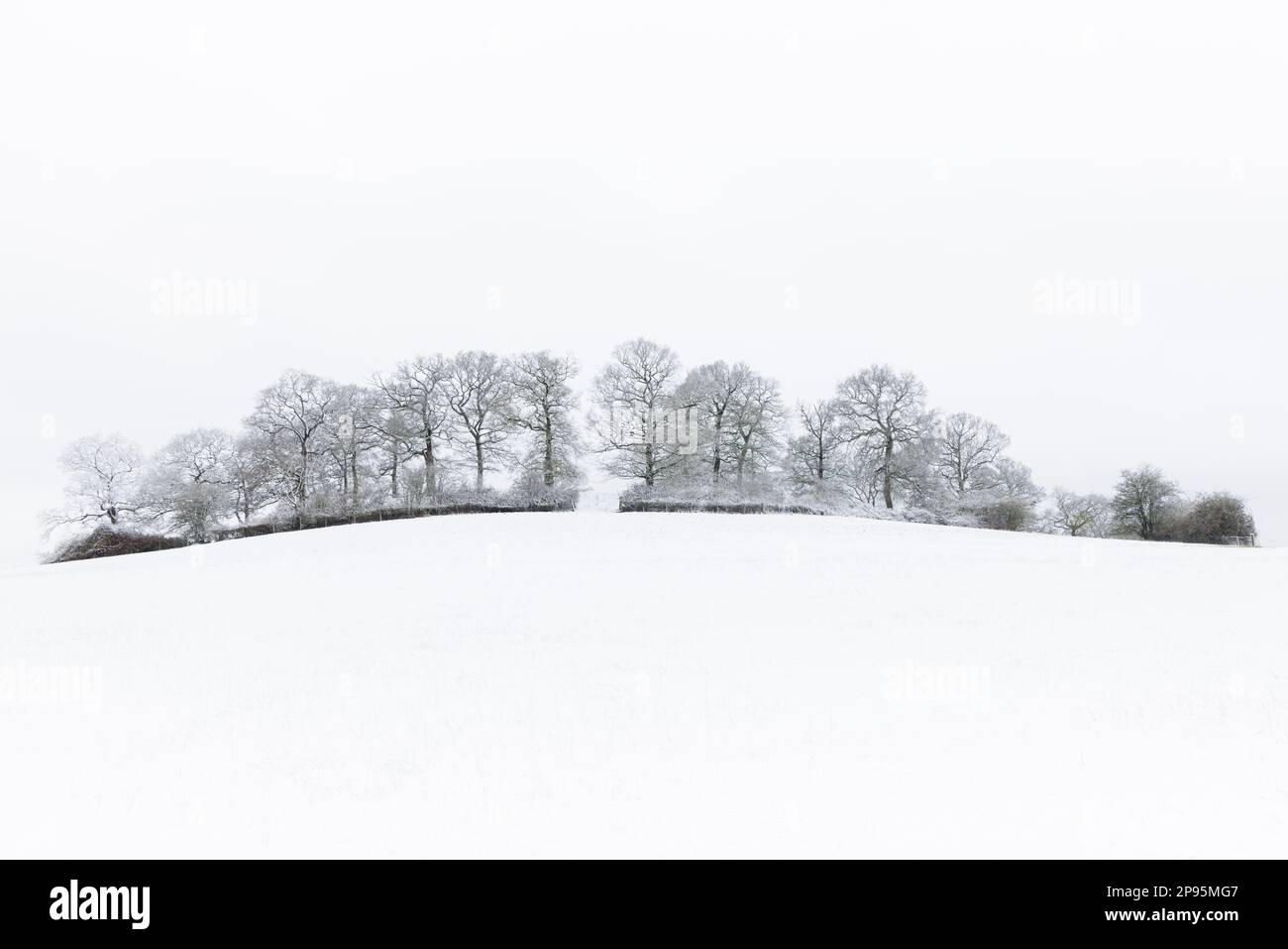 Northamptonshire, Angleterre : une image de paysage minimaliste d'une ligne d'arbres le long du front d'une colline enneigée sous un ciel pâle sans faille. Banque D'Images