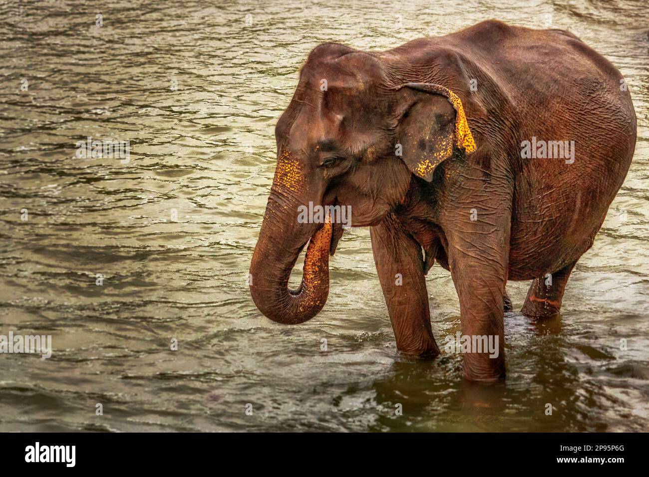 Éléphant d'Asie au Sri Lanka, parc national de Yala, Pinnawela Elephant Wise House Banque D'Images