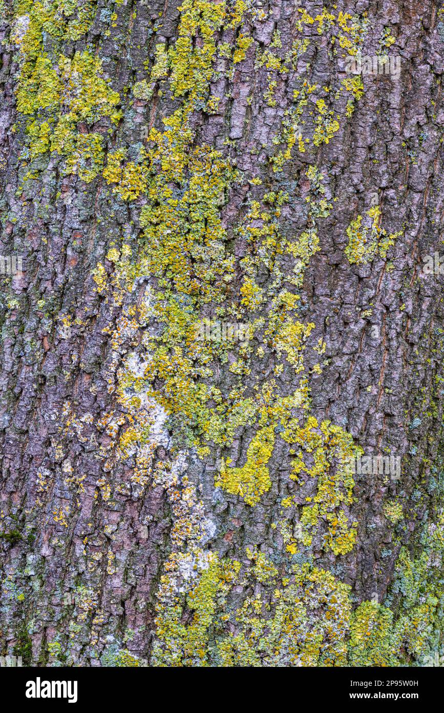 Frêne, tronc d'arbre, écorce, image pleine couverte de lichen, fond de la nature Banque D'Images
