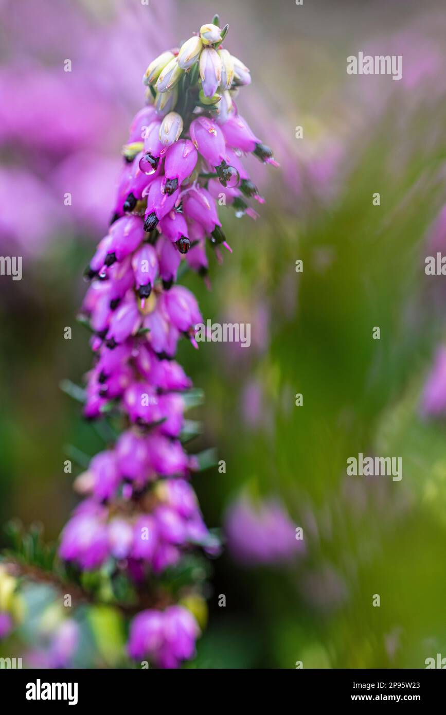 Bruyère d'hiver à fleurs, bruyère de neige (Erica carnea) Banque D'Images