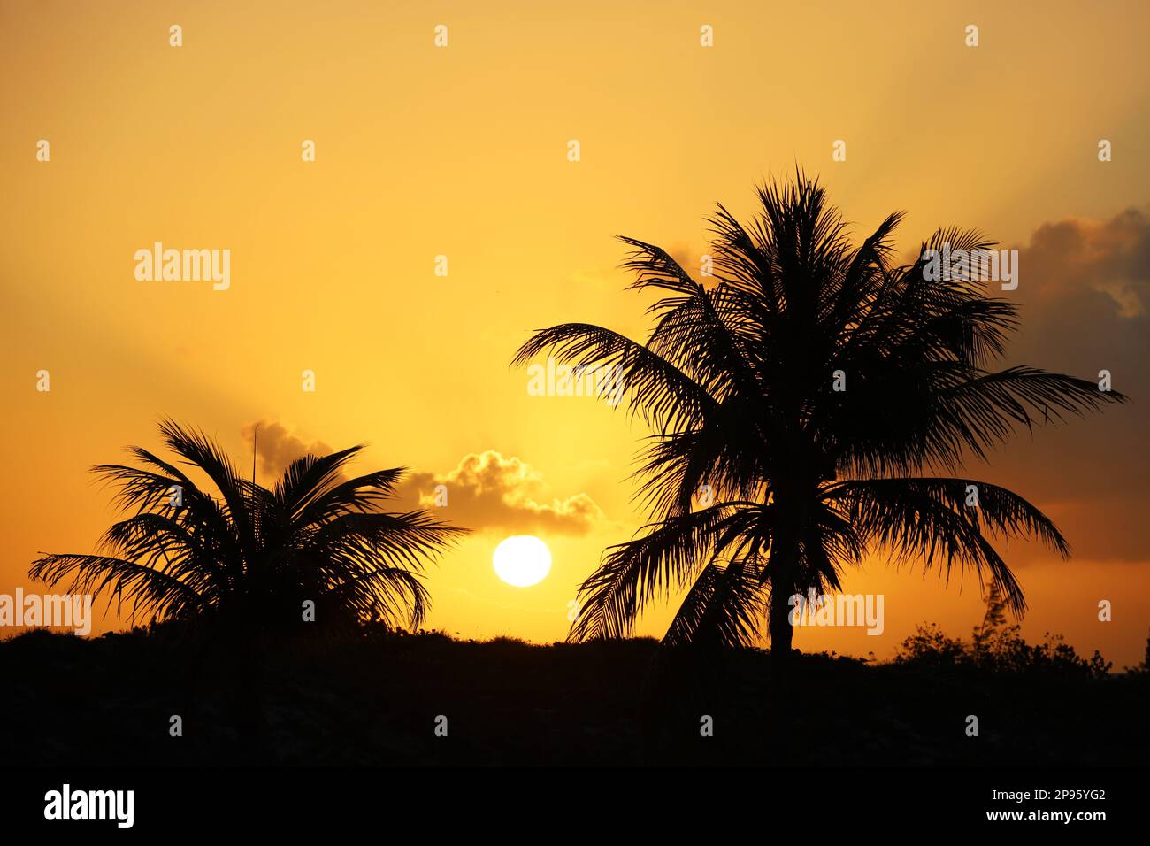 Vue sur le soleil levant à travers les silhouettes de palmiers de noix de coco sur la plage tropicale, arrière-plan pour les vacances et le voyage Banque D'Images