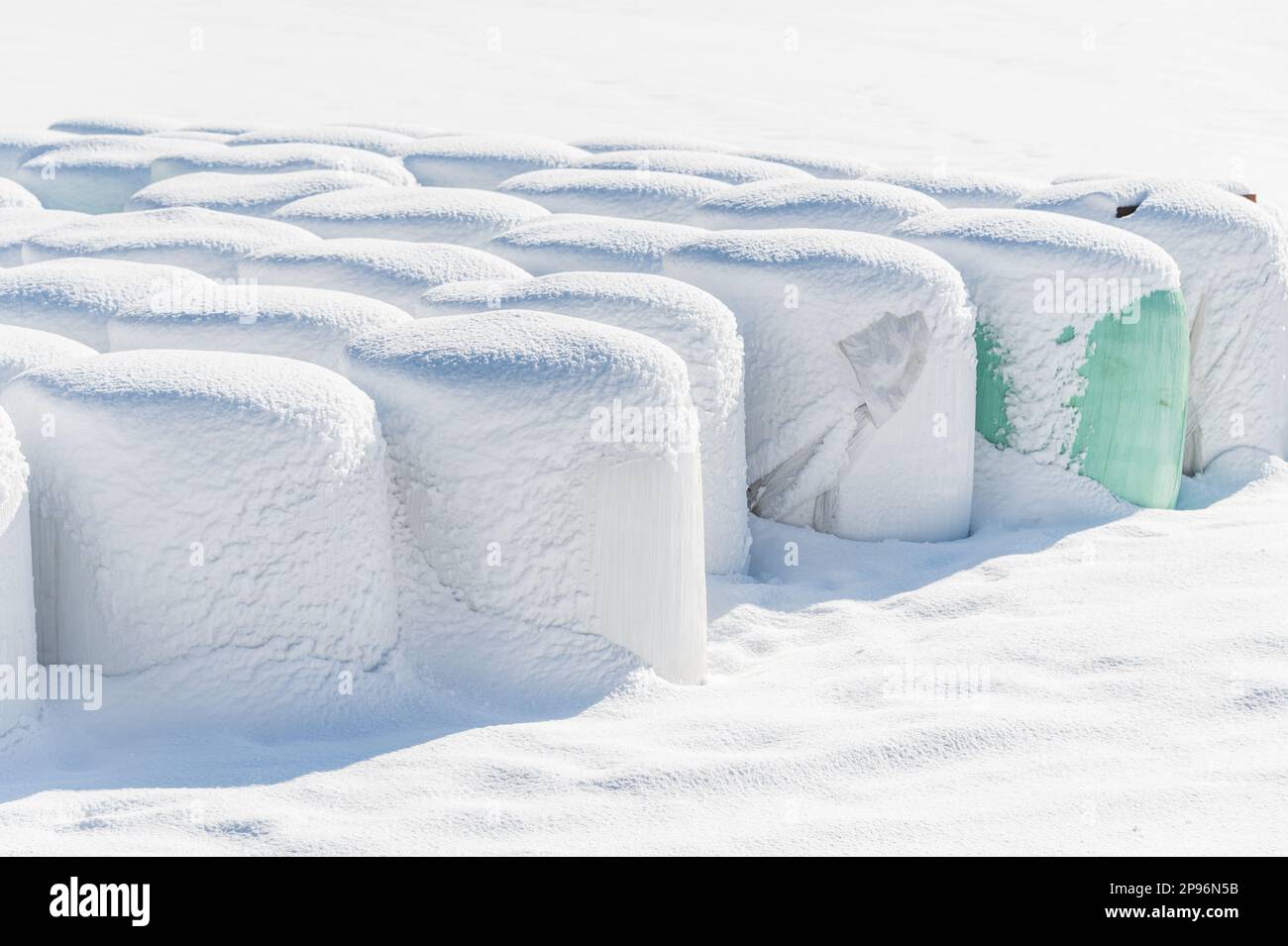 Une balle de foin recouverte de neige enveloppée de papier d'aluminium vert fournira de la nourriture aux animaux de ferme pendant l'hiver. Banque D'Images