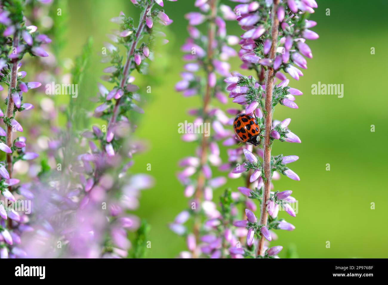 Une coccinelle sur une plante dans la nature verte Banque D'Images