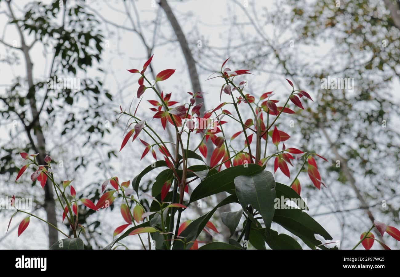 Vue à angle bas d'une plante à la cannelle avec de jeunes feuilles de couleur rougeâtre immature sous un ciel lumineux Banque D'Images