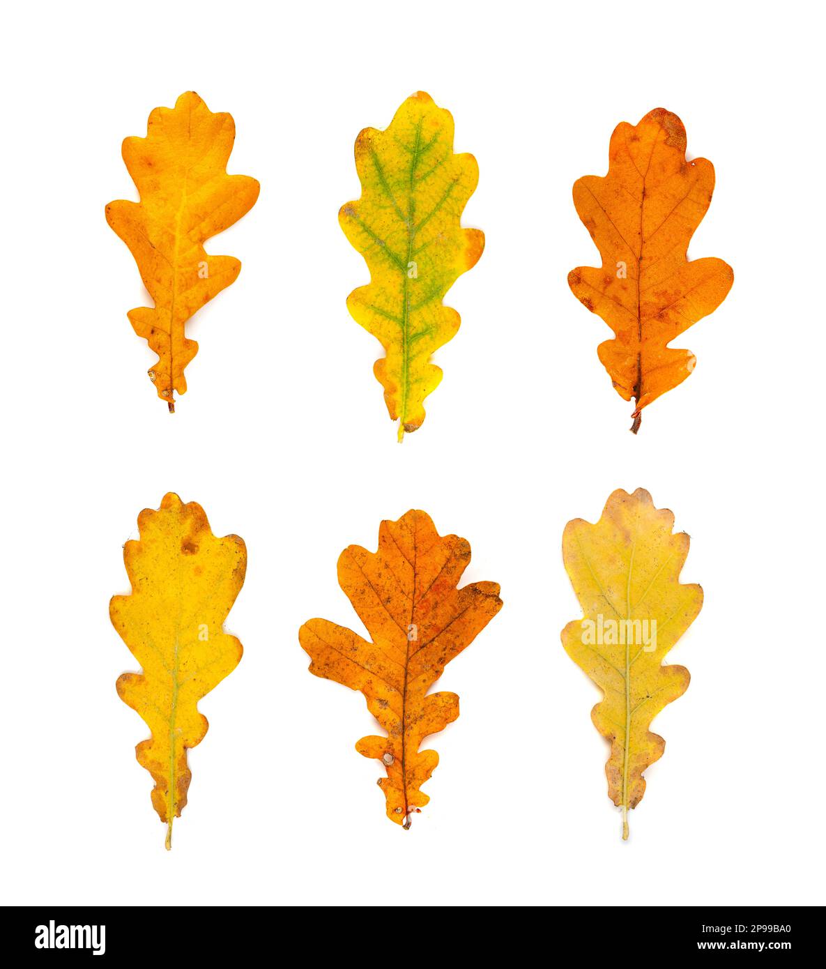 Feuille de chêne d'automne feuilles d'arbre d'automne isolées, colorées, feuille d'orange jaune, feuille d'automne de chêne sur fond blanc Banque D'Images Feuille de chêne d'automne feuilles d'arbre d'automne isolées, colorées, feuille d'orange jaune, feuille d'automne de chêne sur fond blanc Banque D'Images