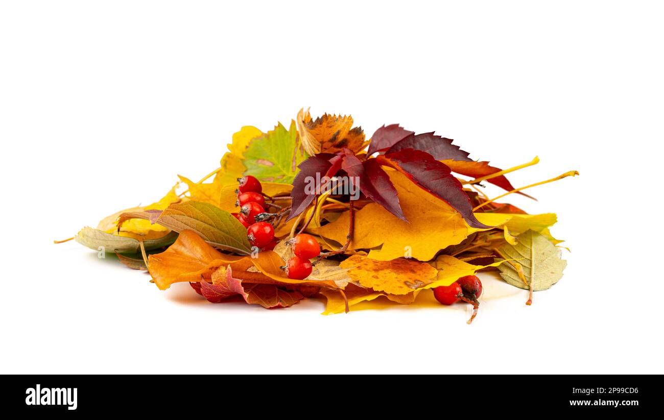 Pile de feuilles d'automne ensemble de feuilles d'arbre d'automne isolées et colorées, feuillage vert orange jaune, collection de feuilles d'automne sur fond blanc vue latérale Banque D'Images Pile de feuilles d'automne ensemble de feuilles d'arbre d'automne isolées et colorées, feuillage vert orange jaune, collection de feuilles d'automne sur fond blanc vue latérale Banque D'Images