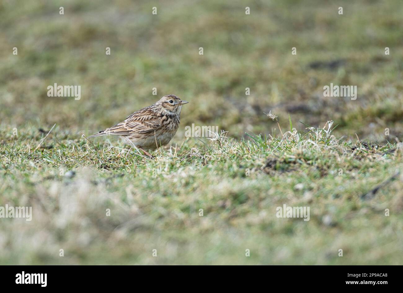 Skylark (Alauda arvensis) fourragent dans un pâturage humide Banque D'Images