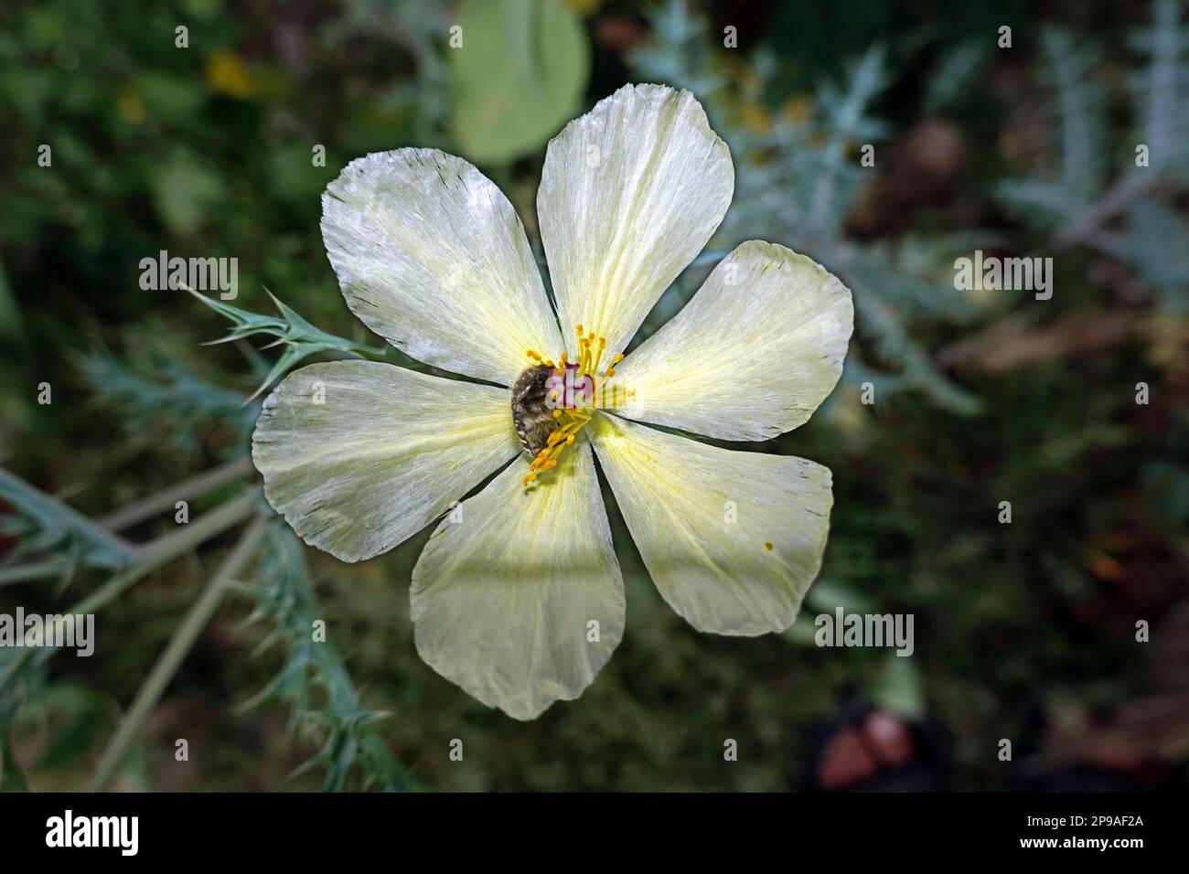 Bleicher Stachelmohn (Argemone ochroleuca) Neophyt auf den Kanaren, Gran Canaria, Espagnol, San Agustin Banque D'Images