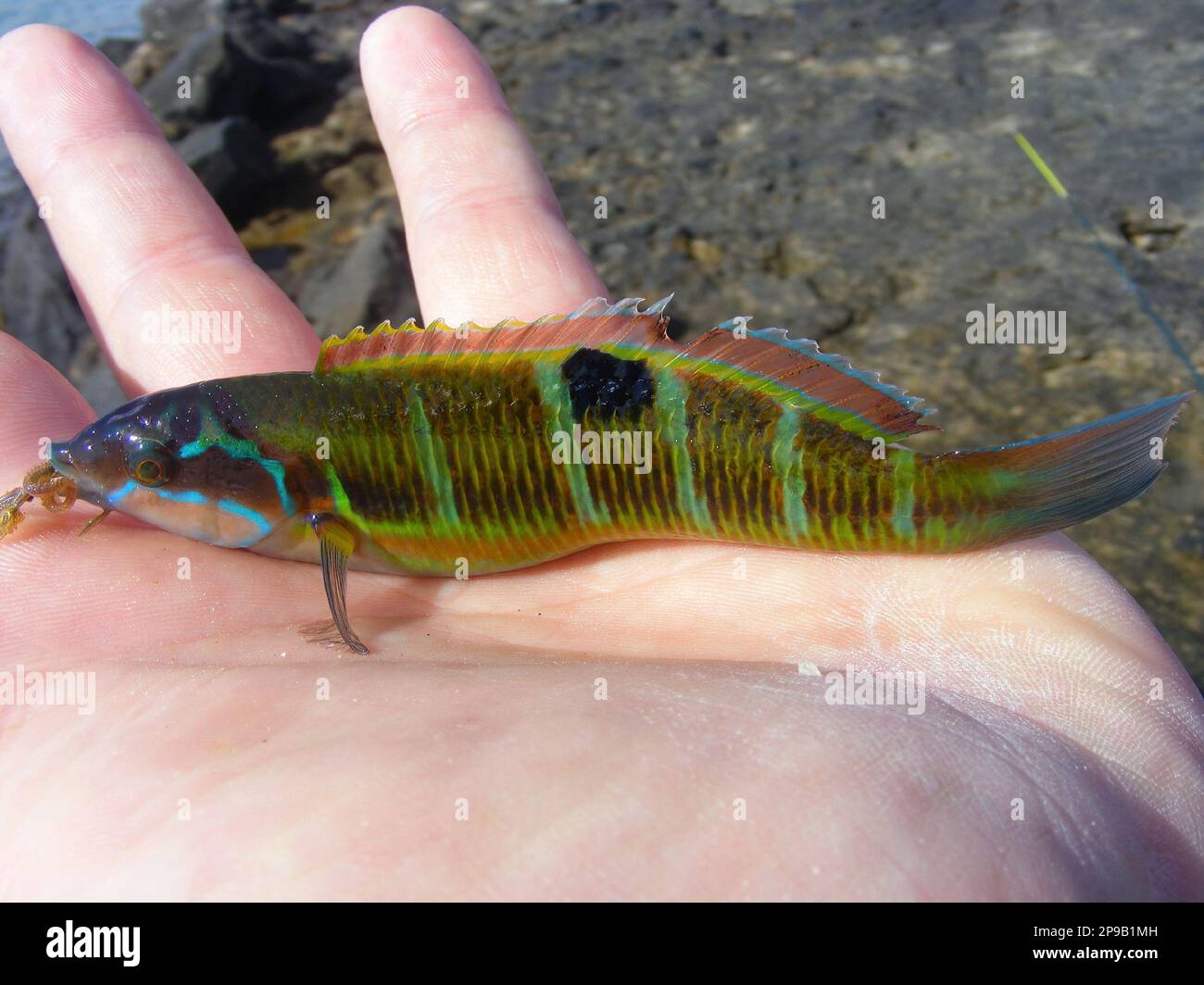 Wrasse ornée (Thalassoma pavo). Poisson pêché au large de la côte de l'Espagne. Banque D'Images