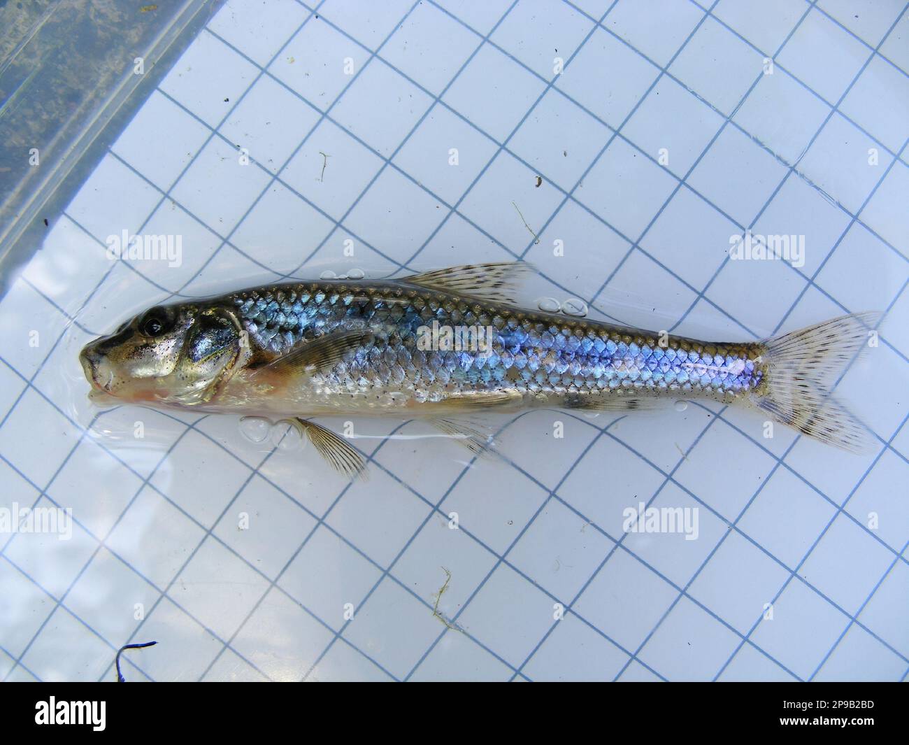 Le gobio gobio, ou piston, est une espèce de poisson de la famille des Cyprinidae, sur fond de grille de mesure de 5 mm. Recherche en Ichthyologie. Banque D'Images