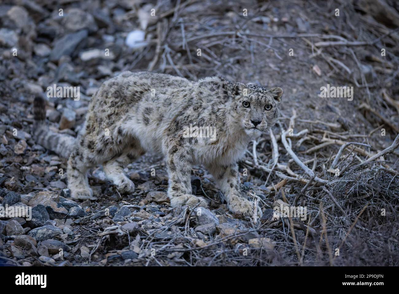 Léopard des neiges sauvage dans l'Himalaya Banque D'Images
