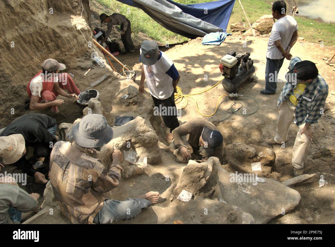 Paléontologues et villageois travaillent à l'excavation d'os fossilisés d'une espèce d'éléphant éteinte scientifiquement identifiée comme Elephas hysudrindicatus, ou populairement appelé 'éléphant Blora', à Sunggun, Mendalem, Kradenan, Blora, Central Java, Indonésie. L'équipe de scientifiques de la recherche sur les vertébrés (Agence géologique, Ministère indonésien de l'énergie et des ressources minérales), dirigée par les paléontologues Iwan Kurniawan et Fachroel Aziz, a découvert les os de l'espèce presque entièrement (environ 90 pour cent) qui leur permettrait plus tard de construire une reconstruction scientifique, qui est... Banque D'Images