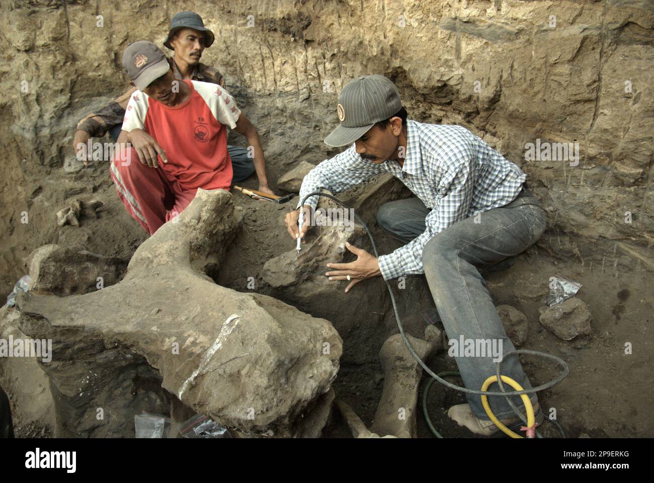 Le paléontologue Iwan Kurniawan (à droite) travaille avec les villageois sur l'excavation d'os fossilisés d'une espèce d'éléphant éteinte scientifiquement identifiée comme Elephas hysudrindicus, ou populairement appelé 'Blora Elephant', à Sunggun, Mendalem, Kradenan, Blora, Central Java, Indonésie. L'équipe de scientifiques de la recherche sur les vertébrés (Agence géologique, Ministère indonésien de l'énergie et des ressources minérales), dirigée par Kurniawan lui-même avec Fachroel Aziz, a découvert les os de l'espèce presque entièrement (environ 90 pour cent complets) qui plus tard leur permettrait de construire une reconstruction scientifique,... Banque D'Images