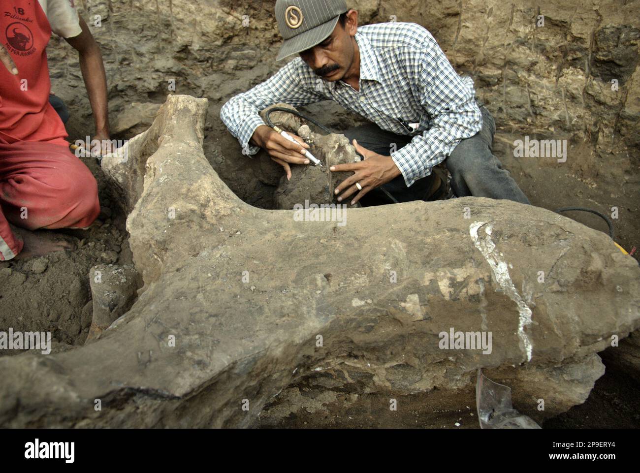 Le paléontologue Iwan Kurniawan (à droite) travaille sur l'excavation des os fossilisés d'une espèce d'éléphant éteinte scientifiquement identifiée comme Elephas hysudrindicus, ou populairement appelé 'éléphant de Blora', à Sunggun, Mendalem, Kradenan, Blora, Central Java, Indonésie. L'équipe de scientifiques de la recherche sur les vertébrés (Agence géologique, Ministère indonésien de l'énergie et des ressources minérales) dirigée par Kurniawan lui-même avec Fachroel Aziz a découvert les os de l'espèce presque entièrement (environ 90 pour cent) qui plus tard leur permettrait de construire une reconstruction scientifique, qui est... Banque D'Images