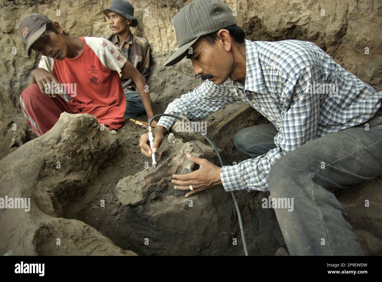 Le paléontologue Iwan Kurniawan (à droite) travaille avec les villageois sur l'excavation d'os fossilisés d'une espèce d'éléphant éteinte scientifiquement identifiée comme Elephas hysudrindicus, ou populairement appelé 'Blora Elephant', à Sunggun, Mendalem, Kradenan, Blora, Central Java, Indonésie. L'équipe de scientifiques de la recherche sur les vertébrés (Agence géologique, Ministère indonésien de l'énergie et des ressources minérales), dirigée par Kurniawan lui-même avec Fachroel Aziz, a découvert les os de l'espèce presque entièrement (environ 90 pour cent complets) qui plus tard leur permettrait de construire une reconstruction scientifique,... Banque D'Images