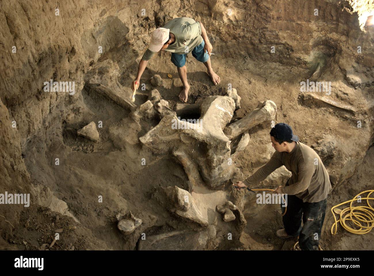 Un villageois et un paléontologue travaillent sur le site d'excavation des os fossilisés d'une espèce d'éléphant éteinte scientifiquement identifiée comme Elephas hysudrindicus, ou populairement appelé 'Blora Elephant', à Sunggun, Mendalem, Kradenan, Blora, Central Java, Indonésie. L'équipe de scientifiques de la recherche sur les vertébrés (Agence géologique, Ministère indonésien de l'énergie et des ressources minérales) dirigée par Iwan Kurniawan et Fachroel Aziz a découvert les os de l'espèce presque entièrement (environ 90 pour cent) qui leur permettrait plus tard de construire une reconstruction scientifique, qui est exposée à... Banque D'Images