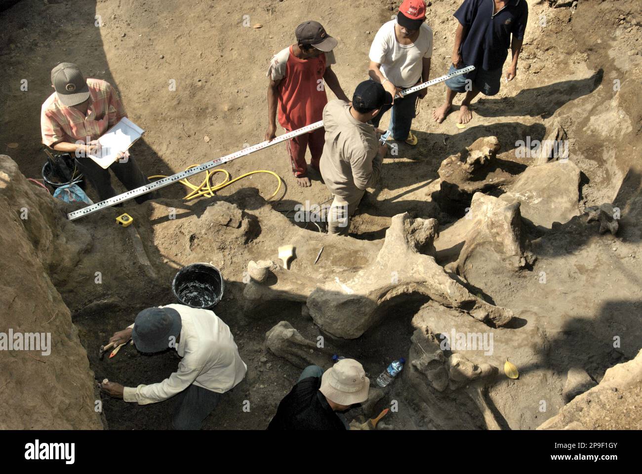 Paléontologues et villageois travaillent sur le site d'excavation des os fossilisés d'une espèce d'éléphant éteinte scientifiquement identifiée comme Elephas hysudrindicatus, ou populairement appelé 'éléphant Blora', à Sunggun, Mendalem, Kradenan, Blora, Central Java, Indonésie. L'équipe de scientifiques de la recherche sur les vertébrés (Agence géologique, Ministère indonésien de l'énergie et des ressources minérales), dirigée par les paléontologues Iwan Kurniawan et Fachroel Aziz, a découvert les os de l'espèce presque entièrement (environ 90 pour cent) qui leur permettrait plus tard de construire une reconstruction scientifique, qui est... Banque D'Images