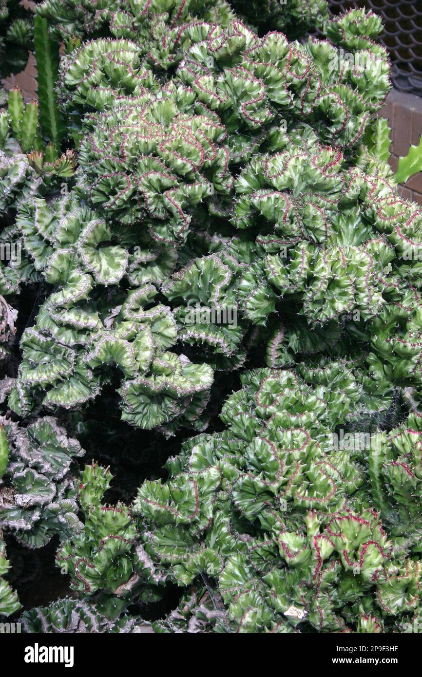 GROS PLAN DE L'USINE DE LACTEA D'EUPHORBIA. ÉGALEMENT APPELÉ ARBRE DRAGON BONES. Banque D'Images