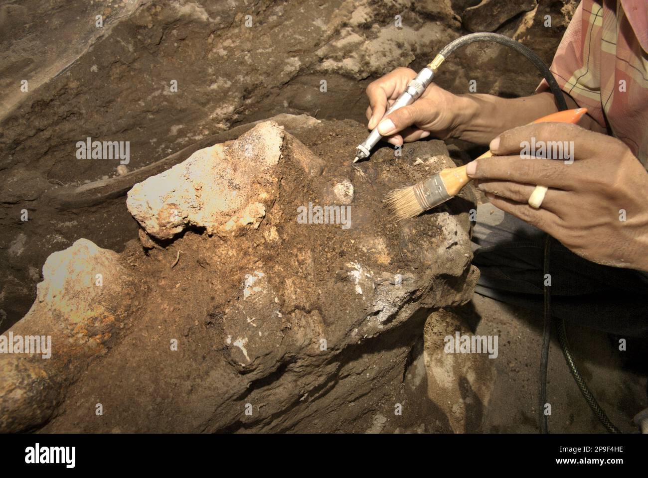 Le paléontologue Iwan Kurniawan travaille sur l'excavation des os fossilisés d'une espèce d'éléphant éteinte scientifiquement identifiée comme Elephas hysudrindicus, ou populairement appelé 'éléphant Blora', à Sunggun, Mendalem, Kradenan, Blora, Central Java, Indonésie. L'équipe de scientifiques de la recherche sur les vertébrés (Agence géologique, Ministère indonésien de l'énergie et des ressources minérales), dirigée par Kurniawan lui-même avec Fachroel Aziz, a découvert les os de l'espèce presque entièrement (environ 90 pour cent complets) qui leur permettraient plus tard de construire une reconstruction scientifique, qui est exposée à... Banque D'Images