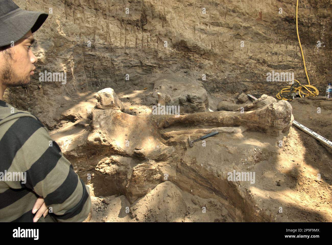 Le site d'excavation des os fossilisés d'une espèce d'éléphant éteinte scientifiquement identifiée comme Elephas hysudrindicus, ou populairement appelé 'Blora Elephant', à Sunggun, Mendalem, Kradenan, Blora, Central Java, Indonésie. L'équipe de scientifiques de la recherche sur les vertébrés (Agence géologique, Ministère indonésien de l'énergie et des ressources minérales), dirigée par les paléontologues Iwan Kurniawan et Fachroel Aziz, a découvert les os de l'espèce presque entièrement (environ 90 pour cent) qui leur permettraient plus tard de construire une reconstruction scientifique, Qui est exposé au Musée de géologie de Bandung,... Banque D'Images