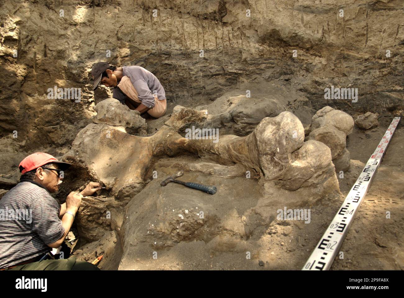 Fachroel Aziz, professeur de recherche en paléontologie des vertébrés (port d'une casquette de baseball rouge), travaille avec un villageois lors de l'excavation d'os fossilisés d'Elephas hysudrindicus, une espèce éteinte vécue pendant l'époque du Pléistocène, plus tard connue sous le nom d'éléphant de Blora, à Sunggun, Mendalem, Klenora, Central Elephant, Blenora, Java, Blenora, Blenora, Blenora Indonésie. L'équipe de scientifiques de la recherche sur les vertébrés (Agence géologique, Ministère indonésien de l'énergie et des ressources minérales), dirigée par les paléontologues Iwan Kurniawan et Aziz lui-même, a découvert les os de l'espèce presque entièrement... Banque D'Images