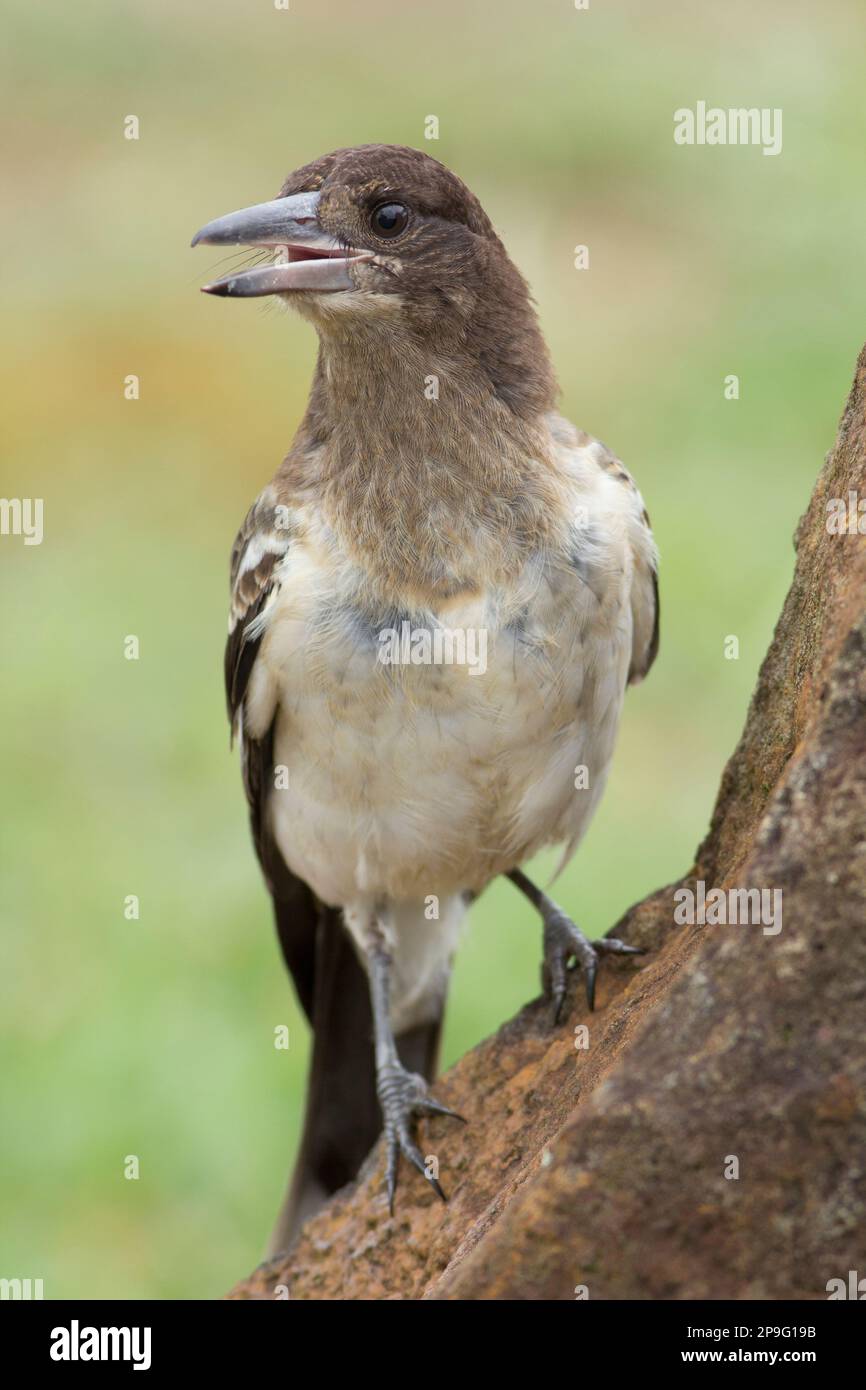 Pied Butcherbird (Cracticus nigogularis) juvénile appelant à son parent. Burnett Heads Queensland Australie Banque D'Images