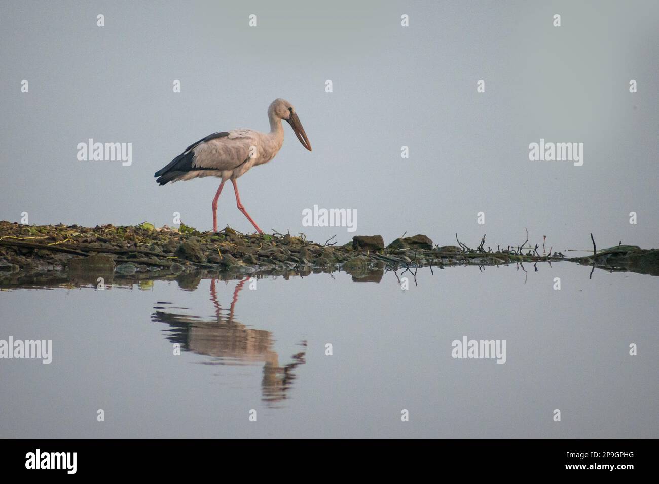 Un Openbill asiatique avec son reflet près d'un plan d'eau au sanctuaire d'oiseaux de Bhigwan en Inde Banque D'Images