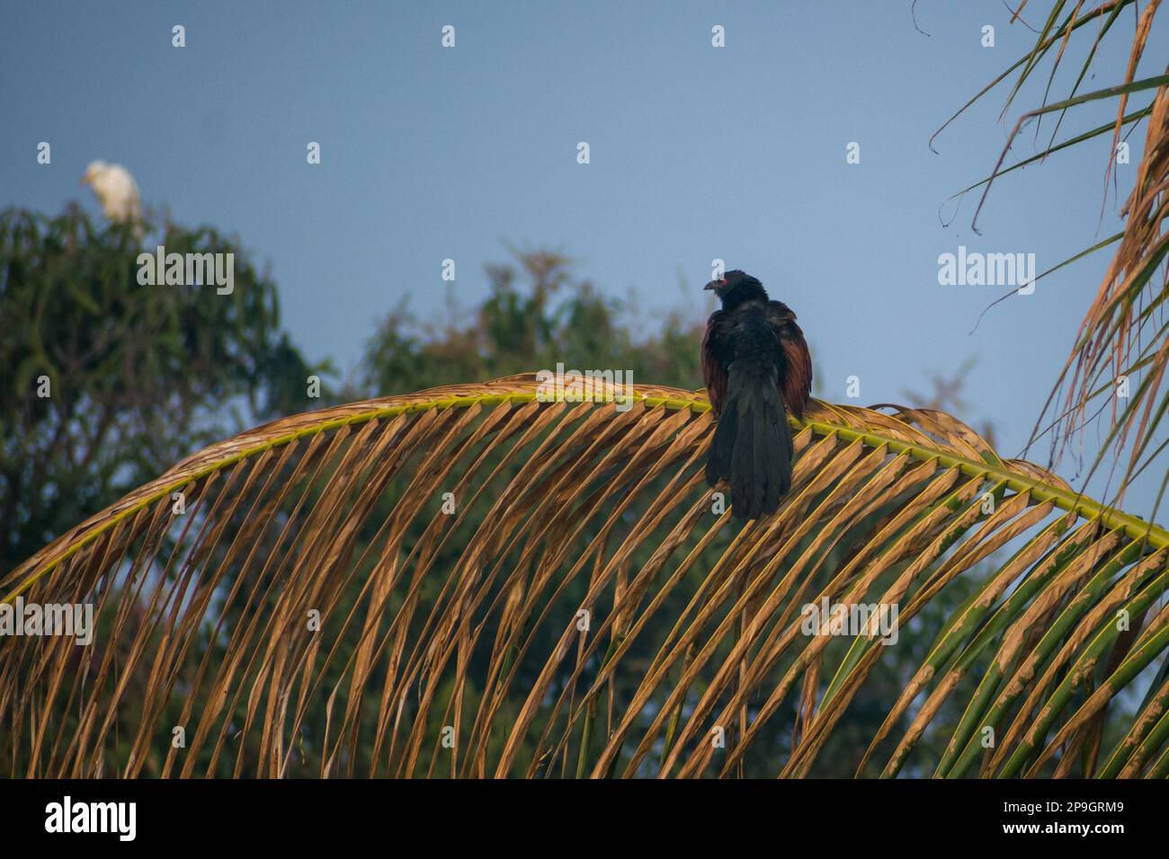 Un Coucal méridional assis sur une branche d'un arbre au sanctuaire d'oiseaux de Bhigwan en Inde Banque D'Images