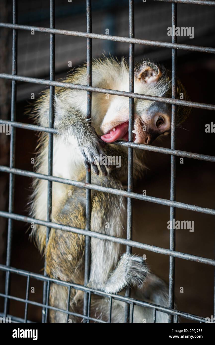 Bangkok, Thaïlande. 11th août 2022. Un singe lèche les barres de sa cage où il a vécu plus de 27 ans, comme la plupart des animaux au zoo de Pata, à Bangkok. Les mauvaises conditions de vie des animaux au zoo de Pata sur le 7th étage du grand magasin de Pata Pinklao. (Photo de Nathalie Jamois/SOPA Images/Sipa USA) crédit: SIPA USA/Alay Live News Banque D'Images