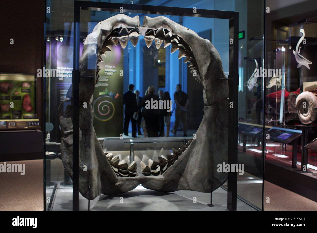 An exhibit featuring the giant Great White Shark is seen in the new Sant Ocean Hall in the Smithsonian National Museum of Natural History in Washington, Wednesday, Sept. 24, 2008. The $49 million project _ the biggest renovation since the museum opened in 1910 _ combines the tradition of a Tlingit canoe, the massiveness of a full-size whale model, the detail of hundreds of marine specimens and modern technology to tell the tale of the sea. (AP Photo/Lauren Victoria Burke) Banque D'Images
