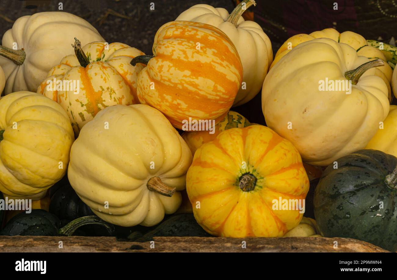 Petits citrouilles multicolores sur le marché d'automne Banque D'Images